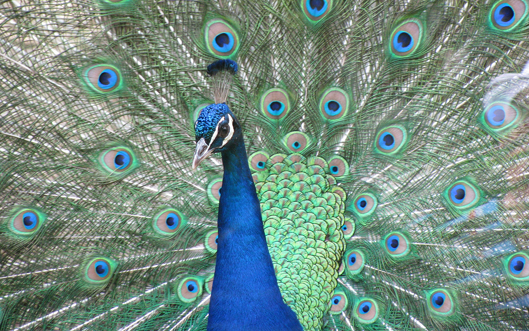 peacock-bird-blue-green_edited2